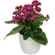 Kalanchoe rose + Cache pot Blanc